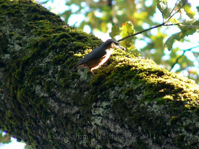 0714_RL_Sitelle.jpg - Sittelle torchepot - Photo : Renaud Laurette