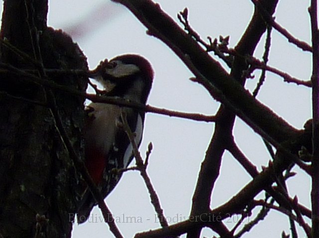 0715_AL_Epeiche.JPG - Pic épeiche - Photo : Adrien Laurette