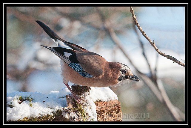 0732_FG_Geai33.JPG - Geai des chênes - Photo : François Granja
