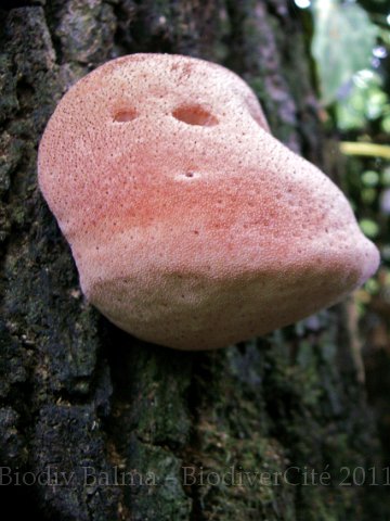 0756_GS_Fistulina.jpg - Fistulina - Photo : Gilles Salama