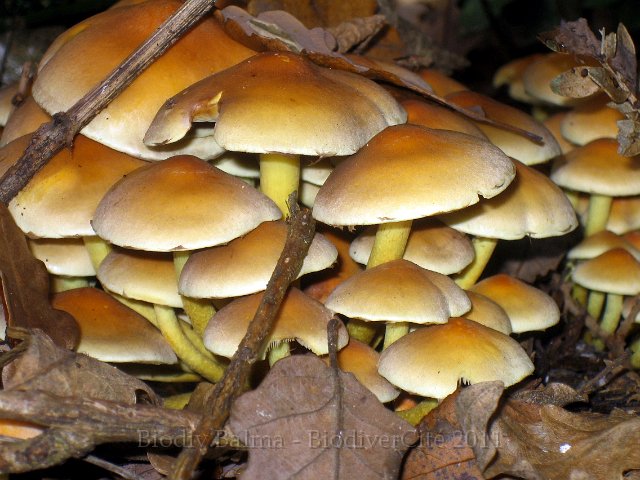 0786_PP_Hypholome.jpg - Hypholome - Photo : Pascal Prel