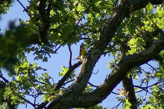 0799_FG_Loriot.jpg - Loriot - Photo : François Granja