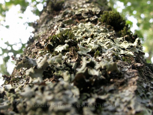 0825_GS_Lichen.jpg - Lichen - Photo : Gilles Salama