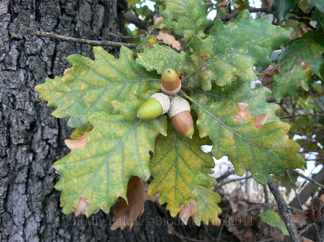 1010F235.jpg - Feuilles de chêne - Photo : Renaud Laurette