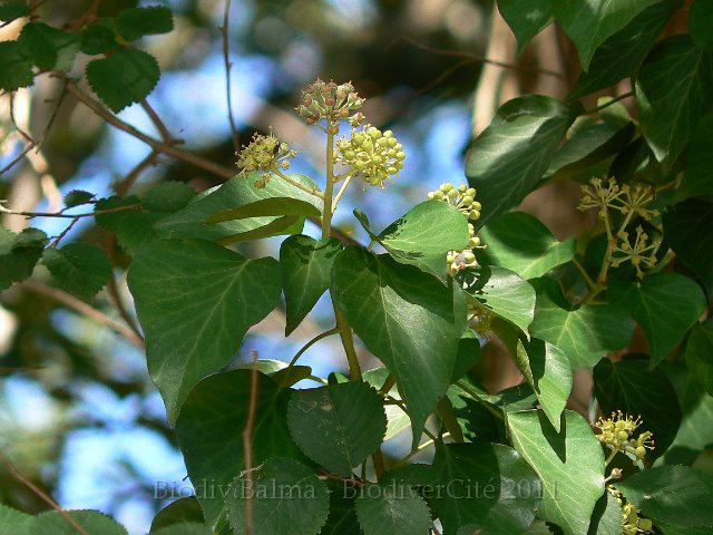 1010F344.JPG - Lierre - Photo : Renaud Laurette