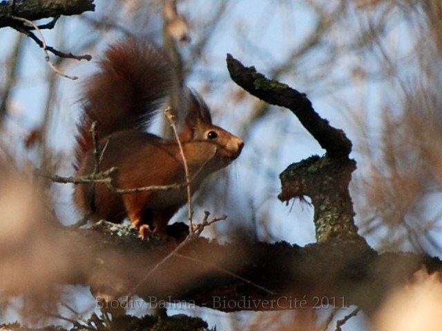 1093_ecureuil.JPG - Ecureuil - Photo : Marie-Claude Baghi