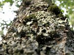 0825_GS_Lichen