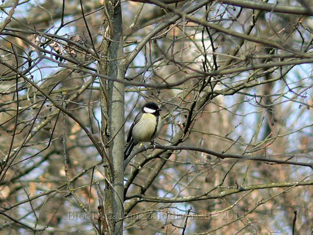1003F085.JPG - Mésange charbonnière - Photo : Renaud Laurette
