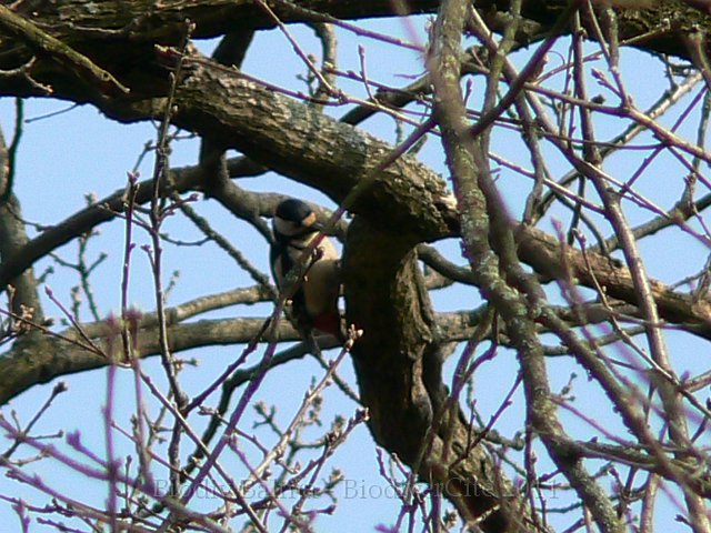 1003F089.JPG - Pic épeiche - Photo : Renaud Laurette