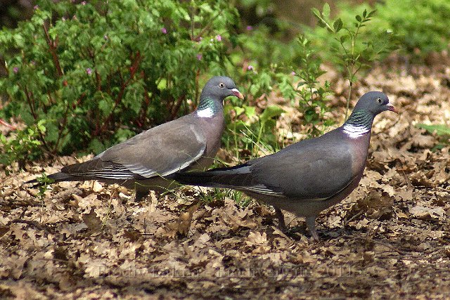 FG_Pigeons_ramiers.jpg - Pigeaons ramiers - Photo : François Granja