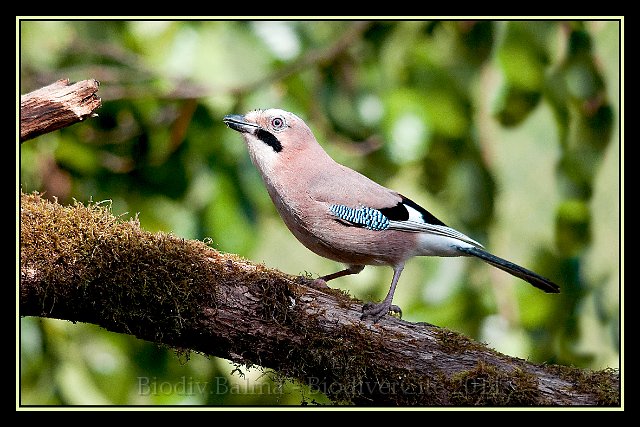 FG_geai22.JPG - Geai des chênes - Photo : François Granja