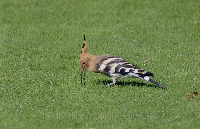 FG_huppe.jpg - Huppe fasciée - Photo : François Granja