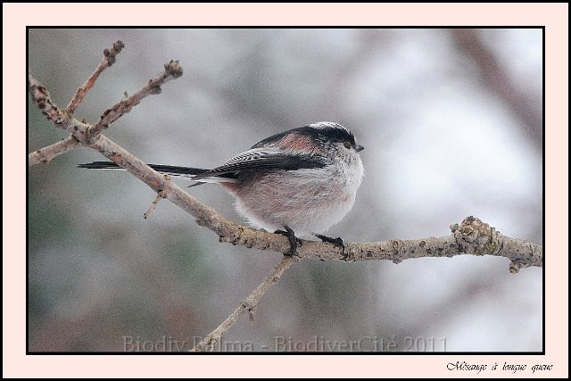 FG_mesange_longue_queue.jpg - Mésange à longue queue - Photo : François Granja