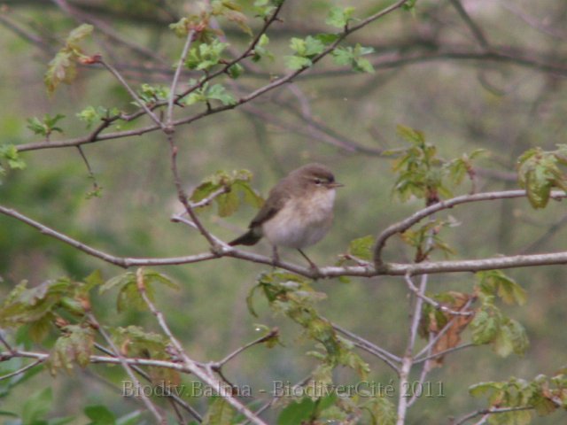 GS_Pouillot.JPG - Pouillot - Photo : Gilles Salama