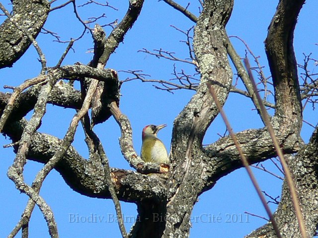 RL_Pic_vert.JPG - Pic vert - Photo : Renaud Laurette