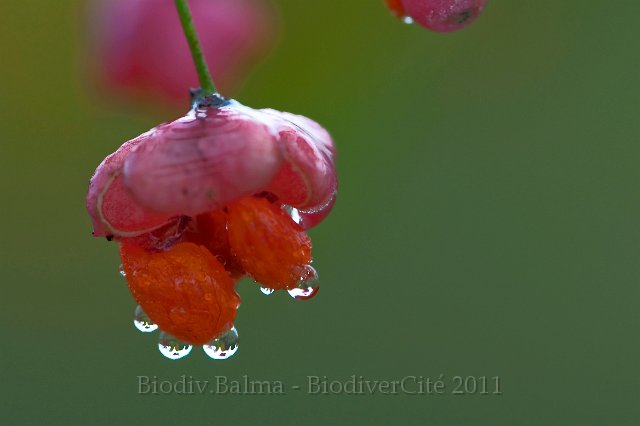 FG_Fleur_fusain_3.jpg - Fleur de fusain - Photo : François Granja