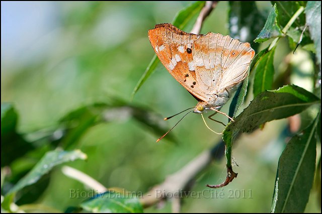 FG_Petit_mars_changeant_3.jpg - Petit Mars changeant - Photo : François Granja