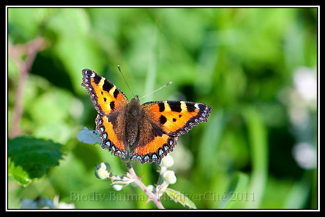 FG_Petite_tortue_4.jpg - Petite tortue - Photo : François Granja