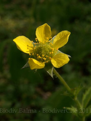 GS_Benoite.JPG - Benoite - Photo : Gilles Salama