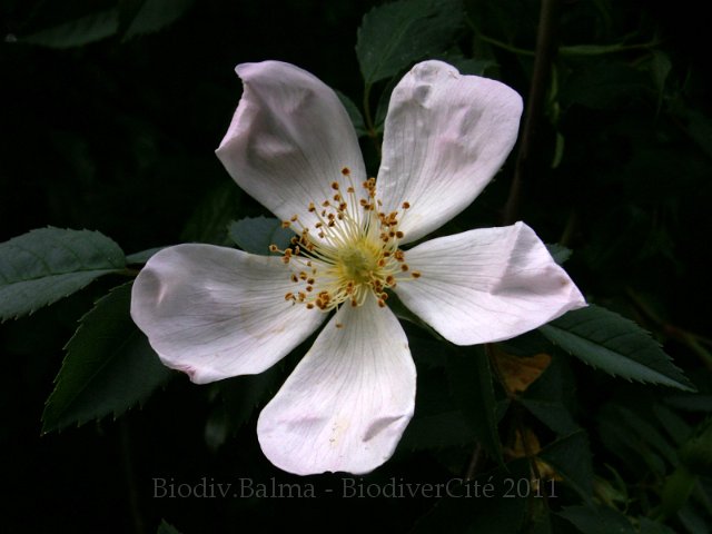 GS_Eglantier.JPG - Eglantier - Photo : Gilles Salama