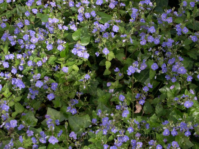 GS_Veronique_petit_chene.jpg - Véronique petit chêne - Photo : Gilles Salama