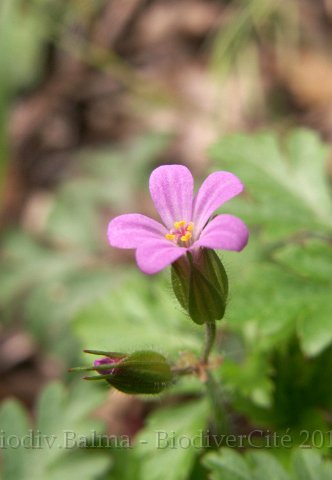 GS_geranium.jpg - Herbe à Robert - Photo : Gilles Salama