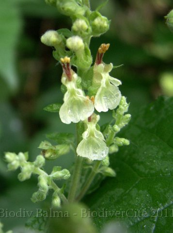 GS_germandree.jpg - Germandrée scorodoine - Photo : Gilles Salama