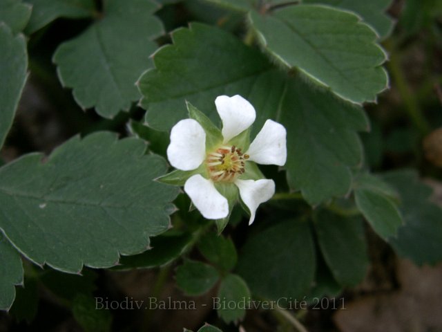 GS_potentille.jpg - Potentille faux fraisier - Photo : Gilles Salama