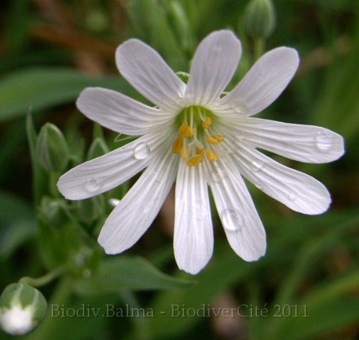 GS_stellaire_holostee.jpg - Stellaire holostée - Photo : Gilles Salama