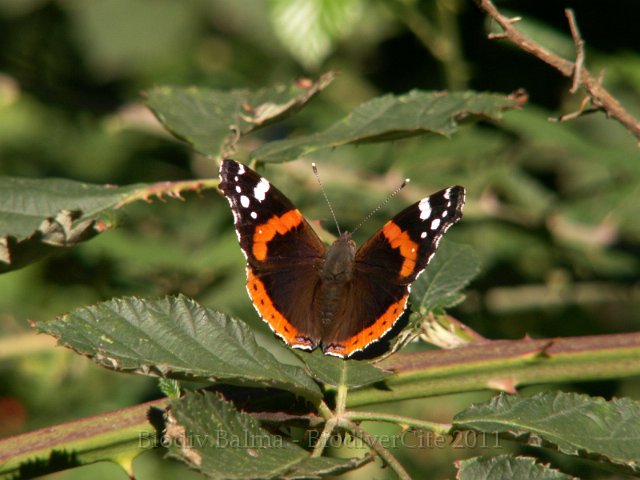 GS_vulcain.jpg - Vulcain - Photo : Gilles Salama