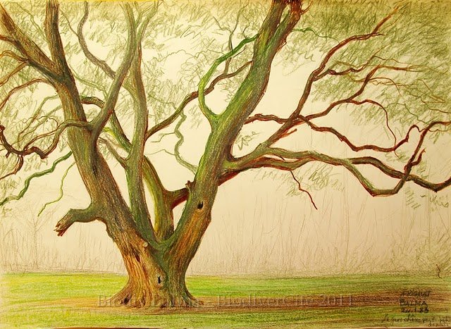 rc_003.jpg - Chêne vert (janvier 1983) - Anne Rigaut