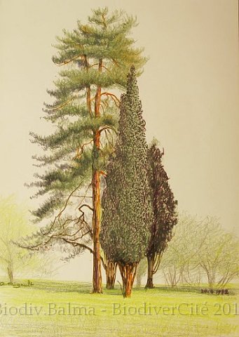 rc_013.jpg - Pin et Cyprès (avril 1982) - Anne Rigaut