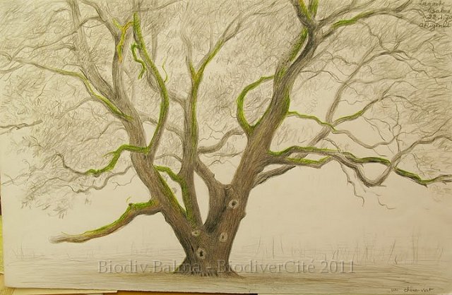 rc_014.jpg - Chêne vert (janvier 1979) - Anne Rigaut