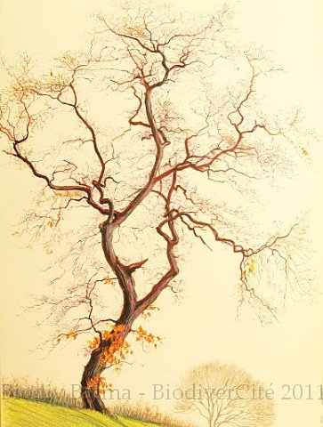 rc_015.jpg - Chêne (Janvier 1982) - Anne Rigaut