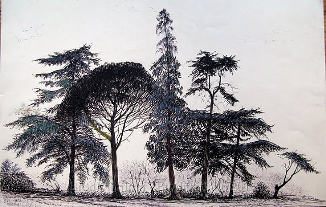 rc_016.jpg - Cèdres, pin, thuya (janvier 1982) - Anne Rigaut