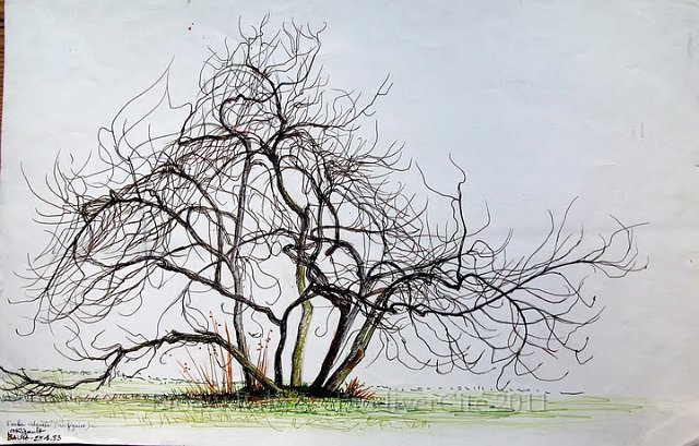 rc_017.jpg - "L'arbre échevelé" (figuier, janvier 1983) - Anne Rigaut