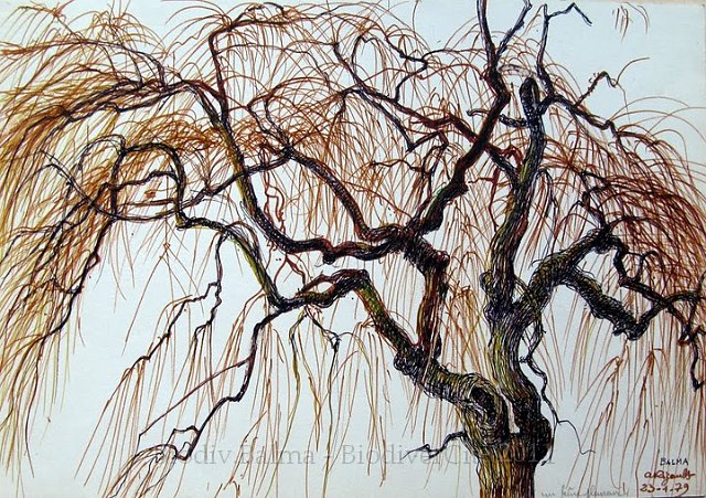 rc_018.jpg - Frêne pleureur (janvier 1979) - Anne Rigaut