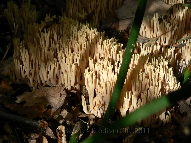 1011F096.JPG - Clavaire étroite - Photo : Renaud Laurette