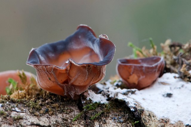 FG_Champ.JPG - Oreilles de Juda - Photo : François Granja