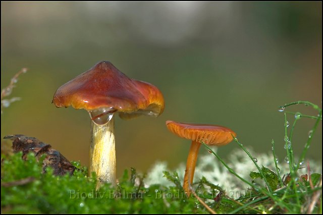 FG_Champi_orange_2.JPG - Hygrocybe (?) - Photo : François Granja