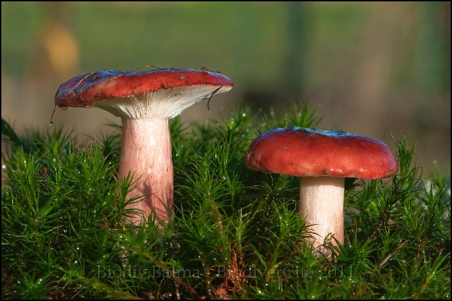 FG_Russule_rouge.JPG - Russules rouges - Photo : François Granja