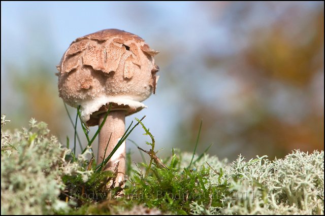 FG_lepiote.JPG - Lépiote - Photo : François Granja