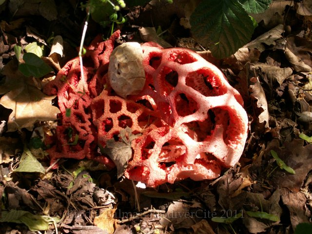 GS_Clathre.JPG - Clathre rouge - Photo : Gilles Salama