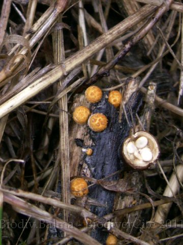 GS_Crucibule.JPG - Crucibule - Photo : Gilles Salama