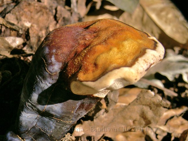 GS_Ganoderme.JPG - Ganoderme luisant - Photo : Gilles Salama