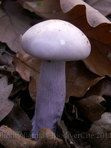 GS_Lepista.JPG - Pied bleu - Photo : Gilles Salama