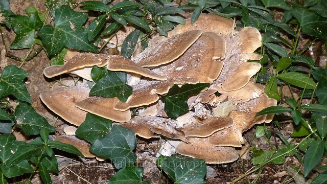 PP_Polypore.JPG - Polypore - Photo : Pascal Prel