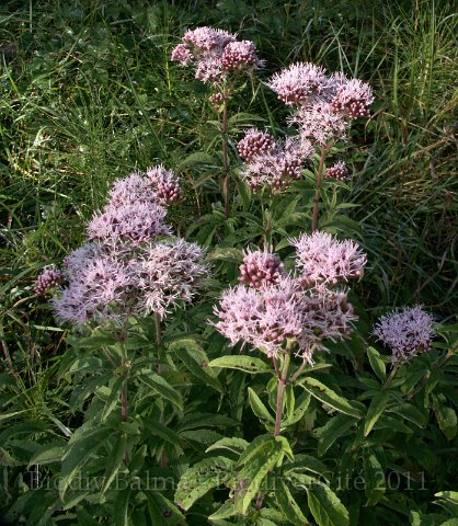 0595_GS_eupatoire_chanvrine.jpg - Eupatoire chanvrine  - Photo : Gilles Salama