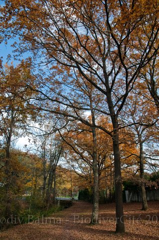 0711_FG_chene.jpg - Chênes - Photo : François Granja