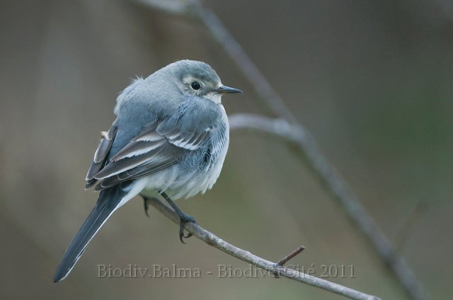 1108_FG_bergeronette_grise.jpg - Bergeronnette grise - Photo : François Granja